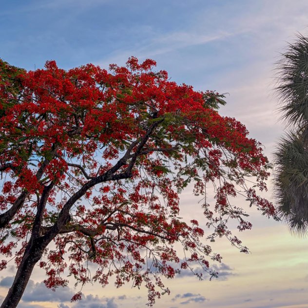 murder cover: a red flowering tree